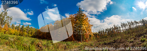 Image of Autumn forest panorama