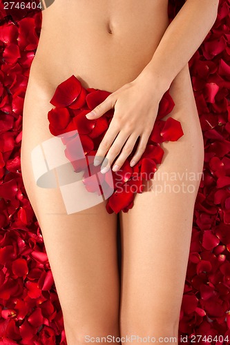 Image of Part of the naked beautiful suntanned female body in petals of s