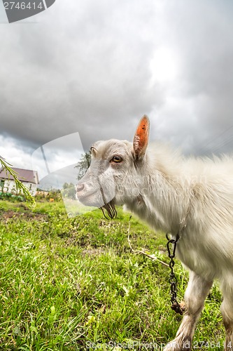 Image of Portrait of a goat eating a grass on a green meadow
