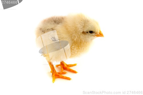 Image of The yellow chick on a white background