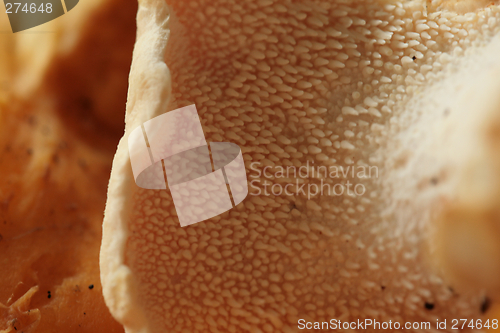 Image of Hedgehog mushroom