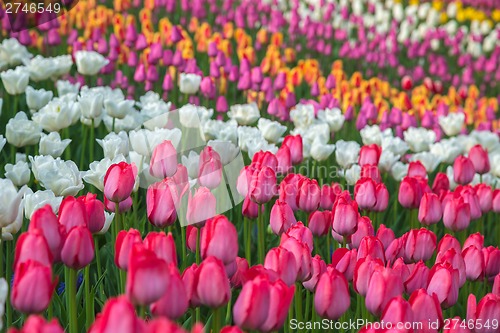 Image of Multicolored flower  tulip field in Holland