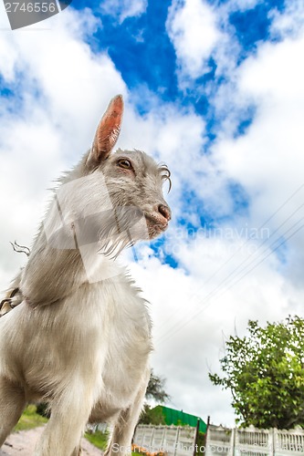 Image of Portrait of a goat eating a grass on a green meadow