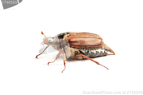 Image of May bug macro isolated on white.