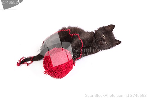 Image of Black kitten playing with a red ball of yarn on white background