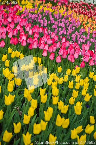 Image of Multicolored flower  tulip field in Holland