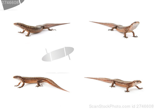 Image of Set of small lizards on white