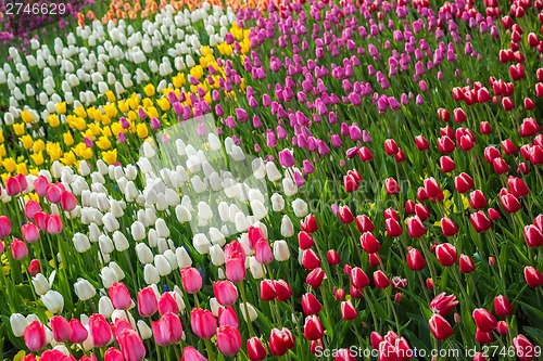 Image of Multicolored flower  tulip field in Holland