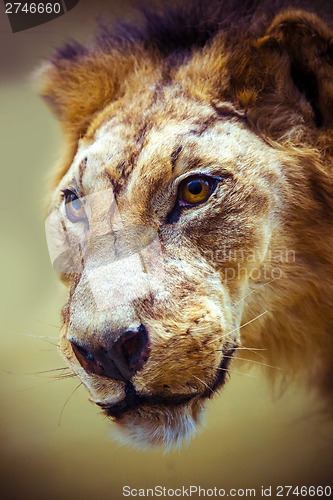 Image of Stuffed lion in a museum