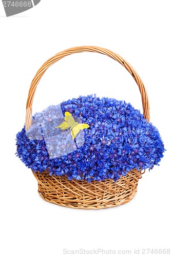 Image of Beautiful blue cornflowers in a basket