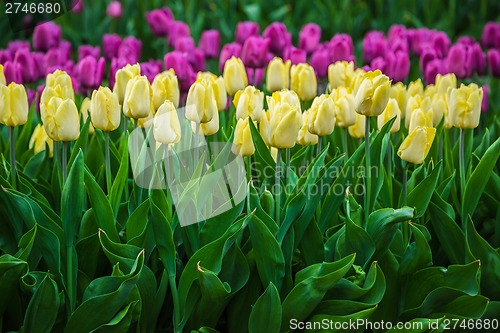 Image of Multicolored flower  tulip field in Holland