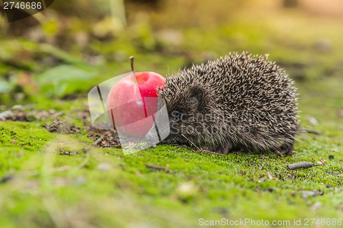 Image of Wild Hedgehog is looking for a food