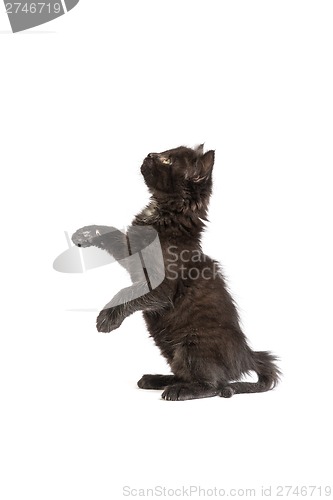 Image of Cute black kitten on  a white background