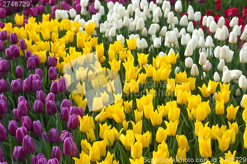 Image of Multicolored flower  tulip field in Holland