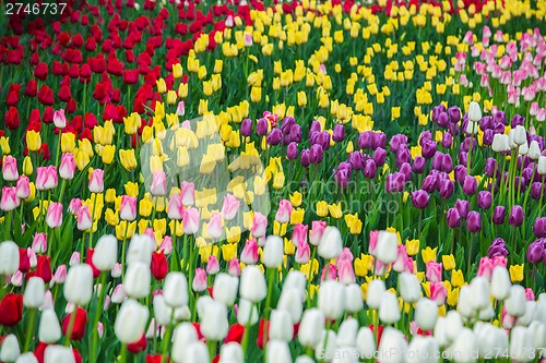 Image of Multicolored flower  tulip field in Holland