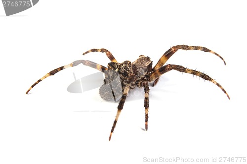 Image of Spider