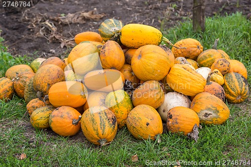Image of Pumpkins in pumpkin patch waiting to be sold
