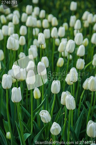 Image of Multicolored flower  tulip field in Holland