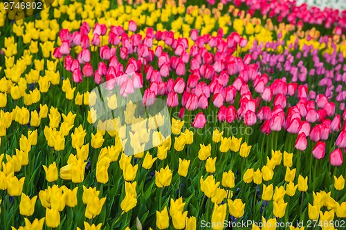 Image of Multicolored flower  tulip field in Holland