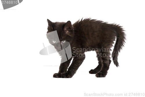 Image of Cute black kitten on  a white background