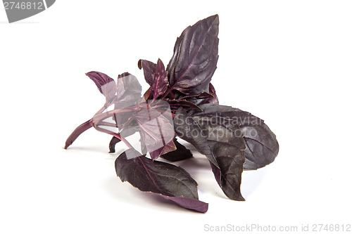 Image of Fresh green basil leaves on white background