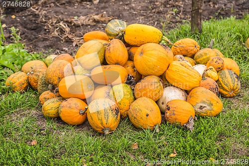 Image of Pumpkins in pumpkin patch waiting to be sold