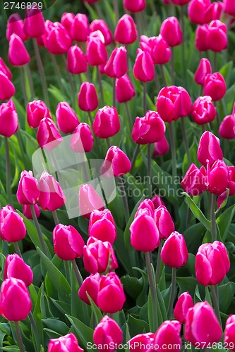 Image of Multicolored flower  tulip field in Holland