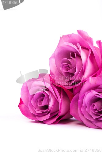 Image of Three fresh pink roses over white background