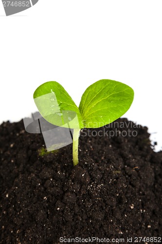Image of Heap dirt with a green plant sprout isolated