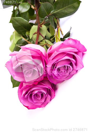 Image of Three fresh pink roses over white background