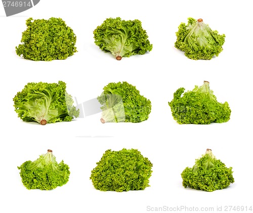 Image of set of Fresh Green Lettuce isolated on white