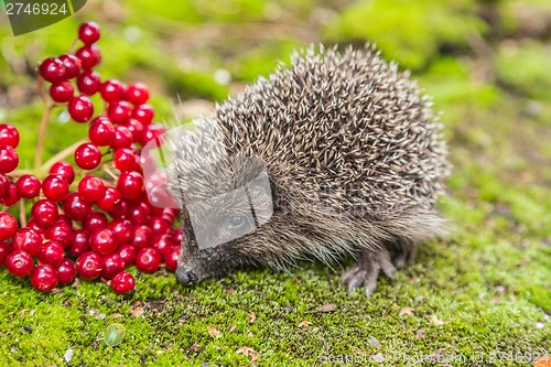 Image of Wild Hedgehog is looking for a food