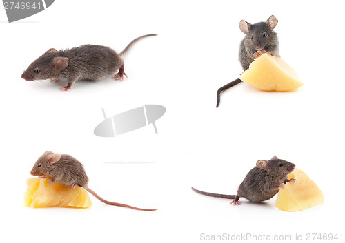 Image of Set of mice, Mouse and cheese on white