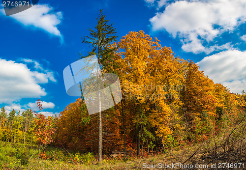 Image of Autumn forest panorama