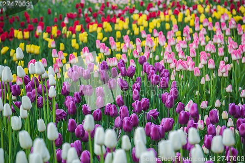 Image of Multicolored flower  tulip field in Holland