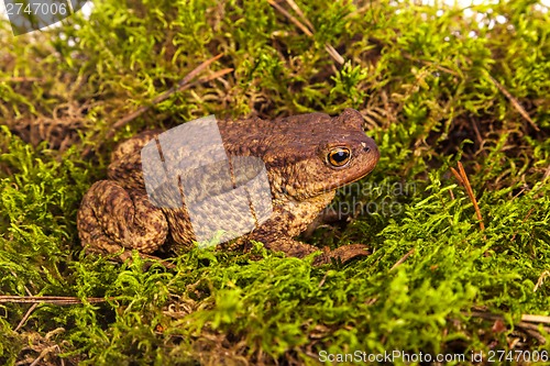 Image of Toad is sitting on moss