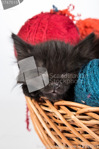 Image of Black kitten playing with a red ball of yarn on white background