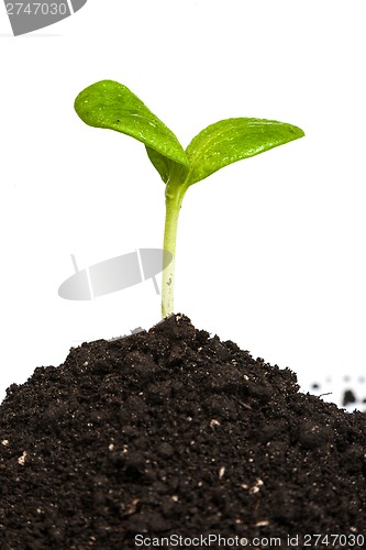 Image of Heap dirt with a green plant sprout isolated
