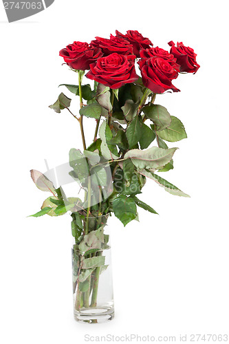 Image of Three fresh red roses over white background