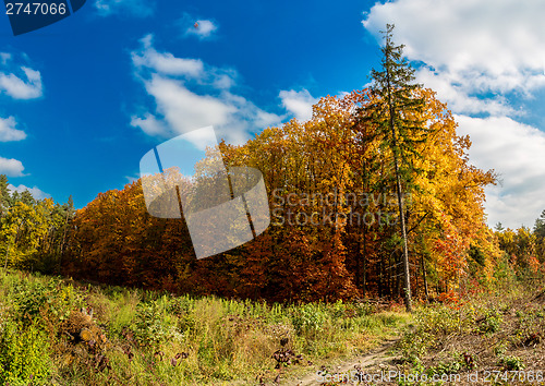 Image of Autumn forest panorama