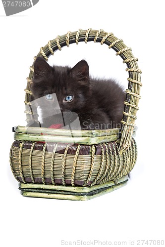 Image of Black kitten playing with a red ball of yarn on white background