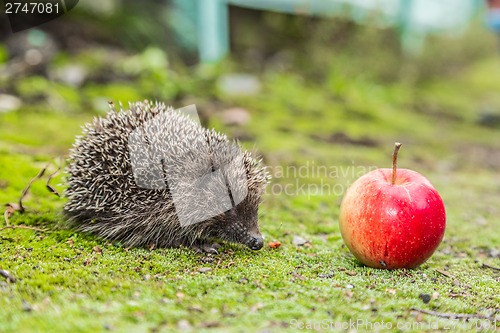 Image of Wild Hedgehog is looking for a food