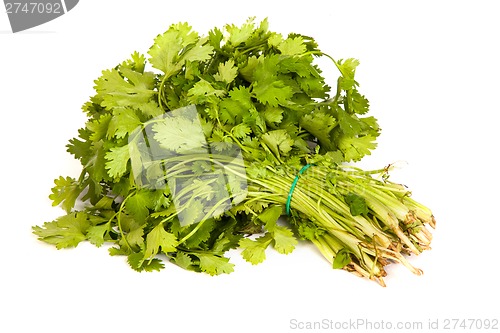 Image of Parsley tied in a bunch with twine isolated