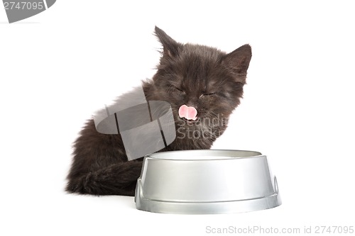 Image of Black kitten drinks milk, on a white background