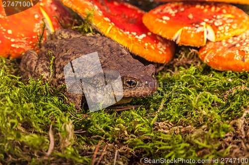 Image of Toad is sitting on amanita