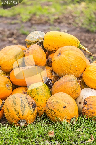 Image of Pumpkins in pumpkin patch waiting to be sold