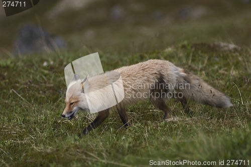 Image of Wild fox cruising around in the grass