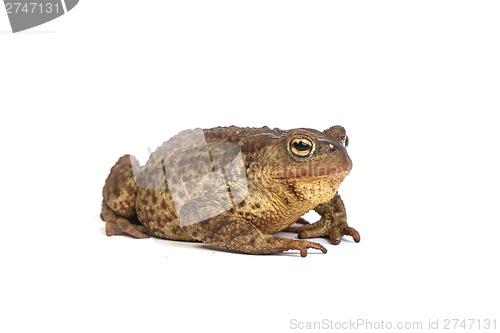 Image of Forest toad. Green frog