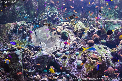 Image of Aquarium tropical fish on a coral reef
