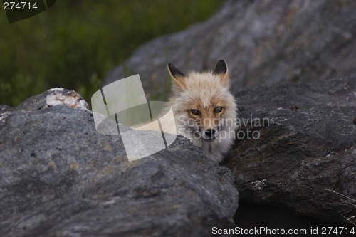 Image of Fox behind the rock